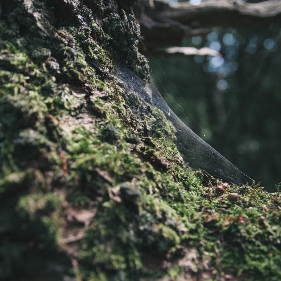 Forest birds singing cover art